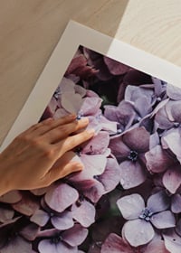 Close-up of purple and pink hydrangea flowers with dew drops-9