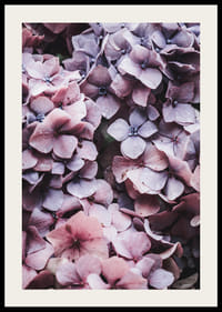 Närbild av lila och rosa hortensiablommor med daggdroppar-2