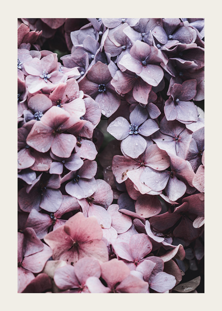 Close-up of purple and pink hydrangea flowers with dew drops-12