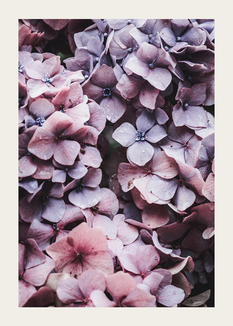 Närbild av lila och rosa hortensiablommor med daggdroppar-12