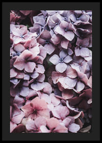 Närbild av lila och rosa hortensiablommor med daggdroppar-4