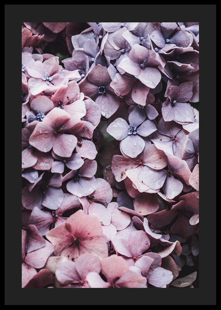 Närbild av lila och rosa hortensiablommor med daggdroppar-12