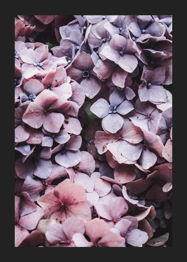Close-up of purple and pink hydrangea flowers with dew drops-12