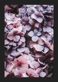 Närbild av lila och rosa hortensiablommor med daggdroppar-5