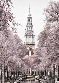 Photograph of Zuiderkerk in Amsterdam with pink flowering trees-7