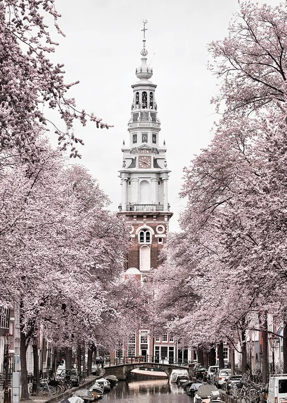 Photograph of Zuiderkerk in Amsterdam with pink flowering trees-12