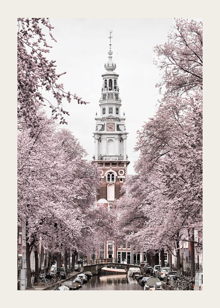 Fotografía de Zuiderkerk en Amsterdam con árboles en flor rosa-12