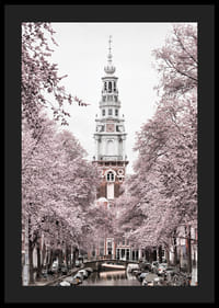 Fotografía de Zuiderkerk en Amsterdam con árboles en flor rosa-4