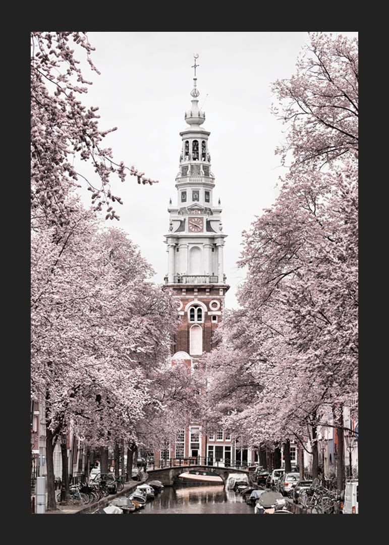 Fotografía de Zuiderkerk en Amsterdam con árboles en flor rosa-12