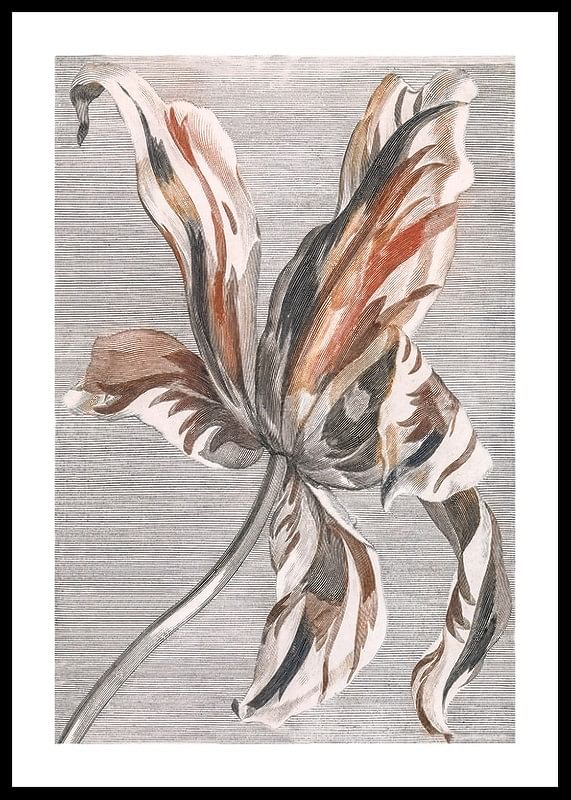 Tulip By Johan Teyler-12