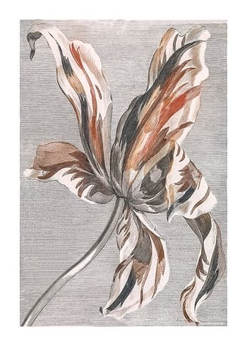 Poster Tulip By Johan Teyler