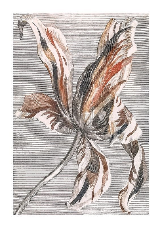 Tulip By Johan Teyler-12