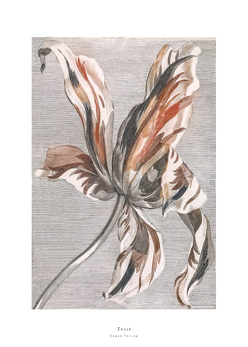 Poster Tulip By Johan Teyler