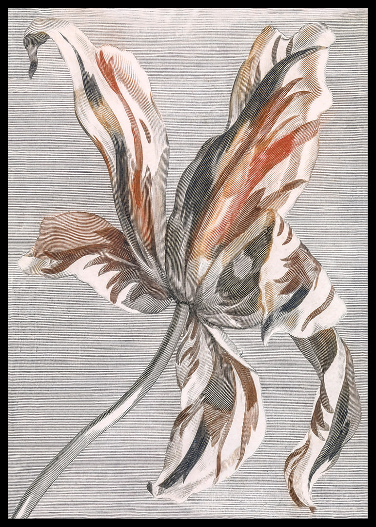 Tulip By Johan Teyler-12