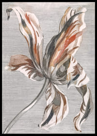 Tulip By Johan Teyler-4