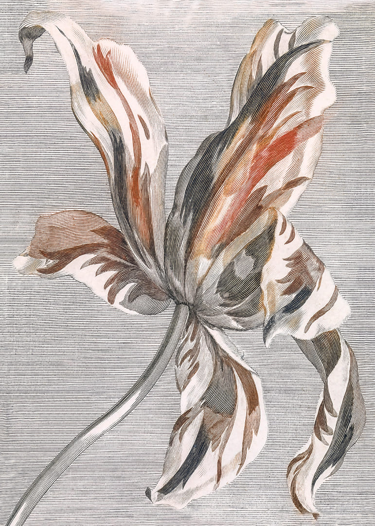 Tulip By Johan Teyler-12