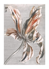 Tulip By Johan Teyler-3