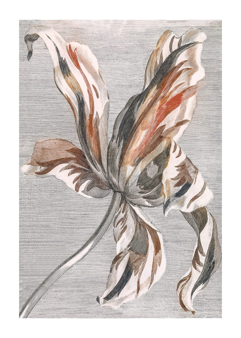 Tulip By Johan Teyler-12