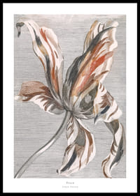 Tulip By Johan Teyler-0