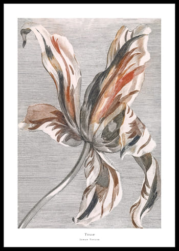 Poster Tulip By Johan Teyler