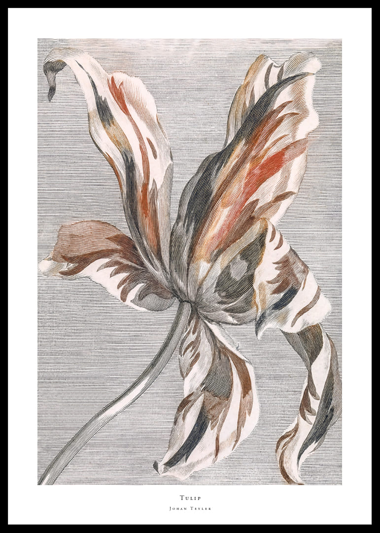 Tulip By Johan Teyler-12
