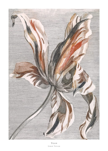 Poster Tulip By Johan Teyler