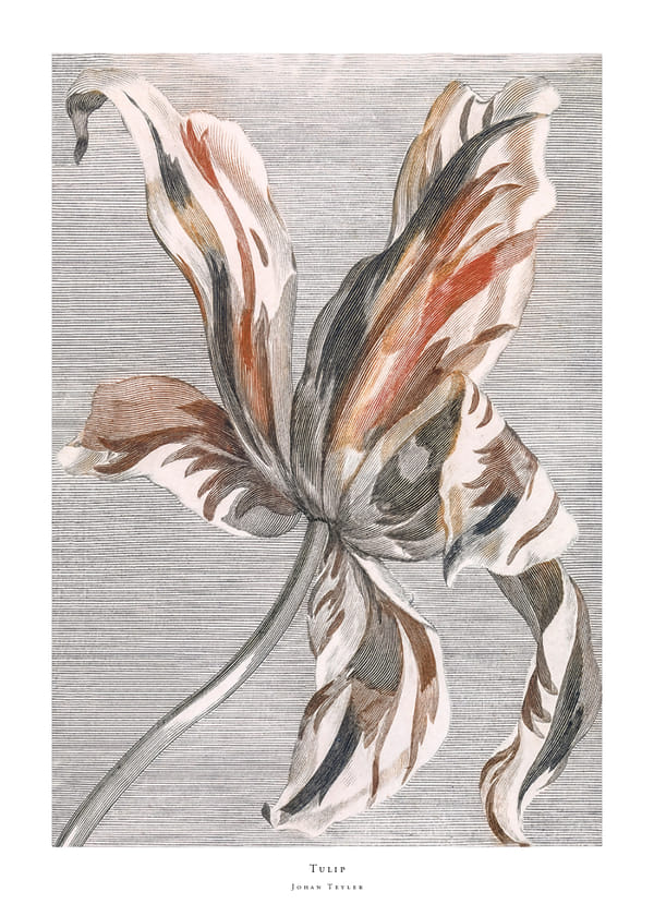 Plakatas Tulip By Johan Teyler