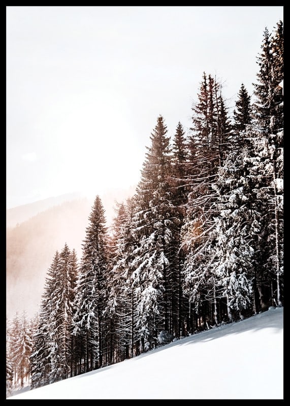 Photographic winter landscape with snow-covered fir trees in backlight-12