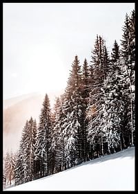 Snow Covered Trees-2