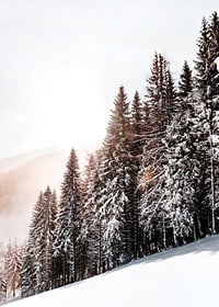 Photographic winter landscape with snow-covered fir trees in backlight-7