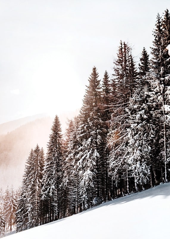 Photographic winter landscape with snow-covered fir trees in backlight-12