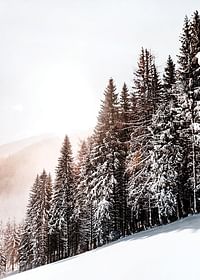 Snow Covered Trees-3