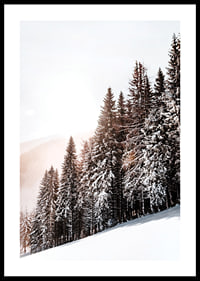 Photographic winter landscape with snow-covered fir trees in backlight-0