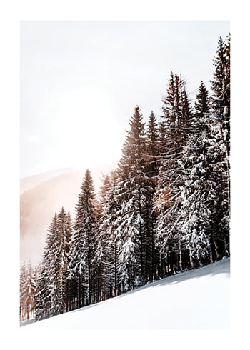 Póster Snow Covered Trees