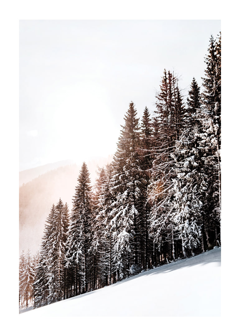 Photographic winter landscape with snow-covered fir trees in backlight-12