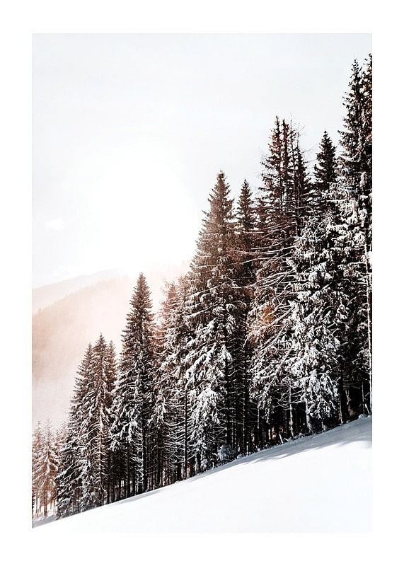 Plagát Snow Covered Trees
