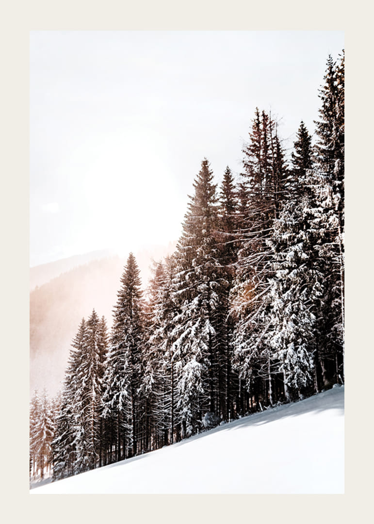 Fotografische Winterlandschaft mit schneebedeckten Tannen im Gegenlicht-12