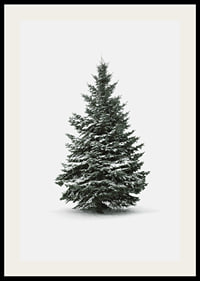 Photograph of snow-covered fir tree against light gray background-2