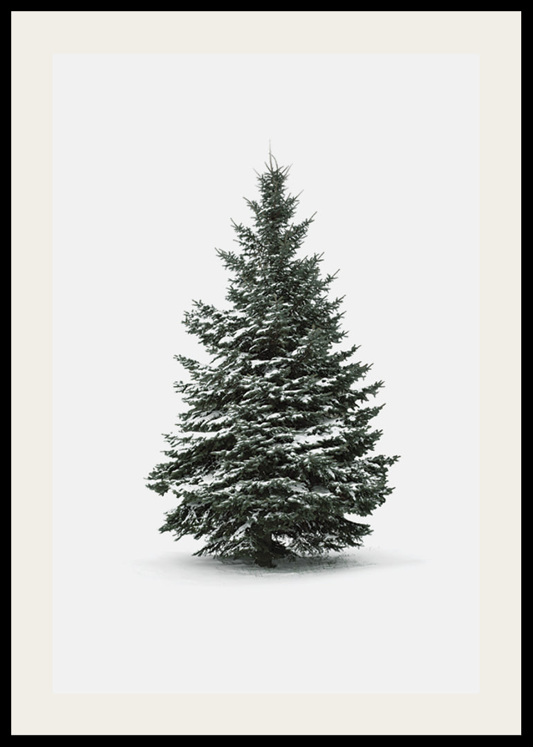 Photograph of snow-covered fir tree against light gray background-12
