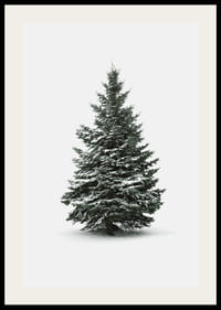 Zdjęcie ośnieżonej jodły na jasnoszarym tle-2