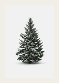 Photograph of snow-covered fir tree against light gray background-3