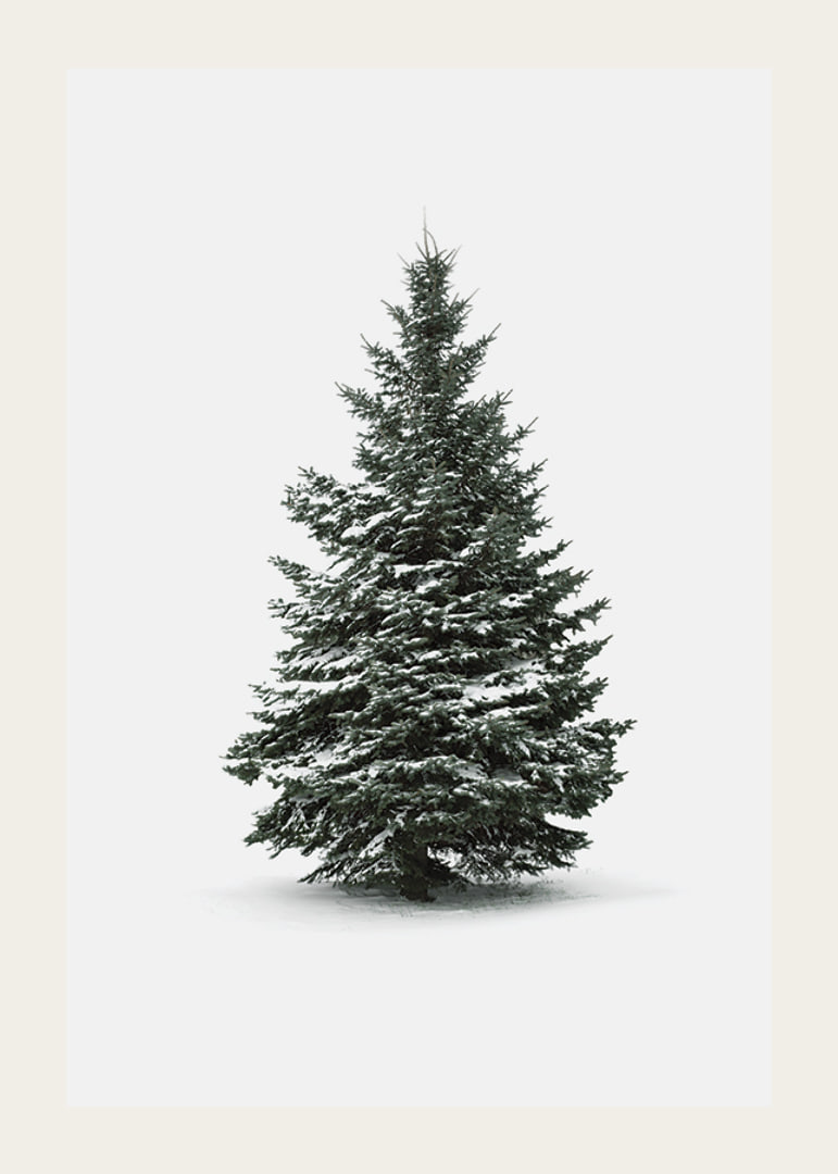 Photograph of snow-covered fir tree against light gray background-12