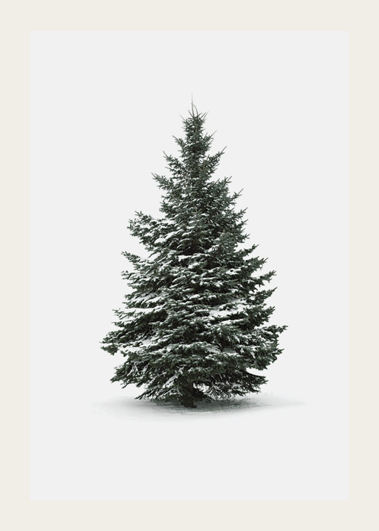 Zdjęcie ośnieżonej jodły na jasnoszarym tle-12