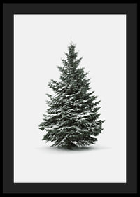 Photograph of snow-covered fir tree against light gray background-4