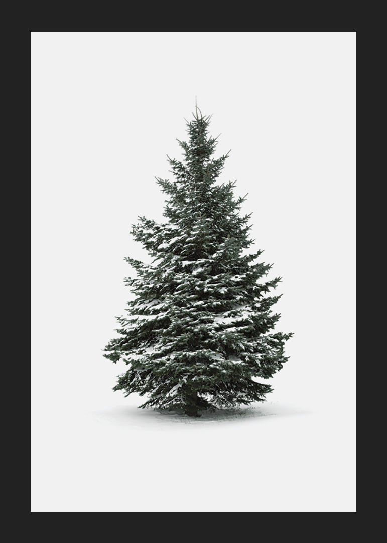 Photograph of snow-covered fir tree against light gray background-12
