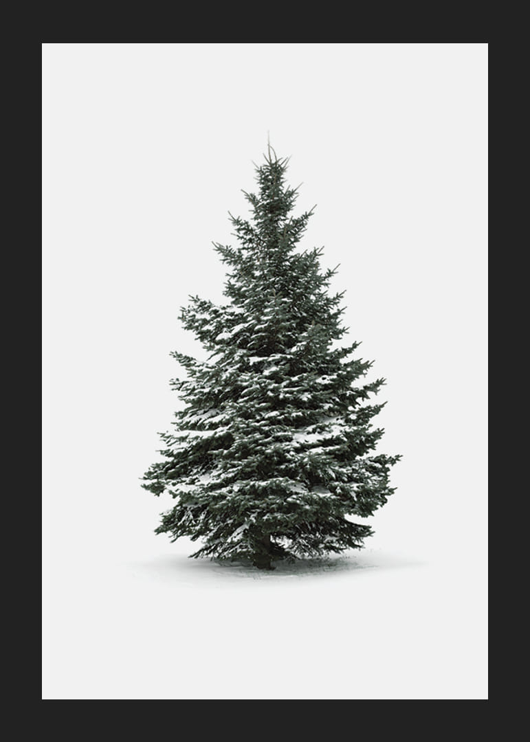 Zdjęcie ośnieżonej jodły na jasnoszarym tle-12
