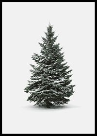 Photograph of snow-covered fir tree against light gray background-6