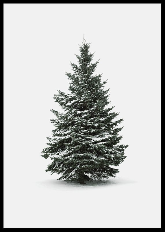 Photograph of snow-covered fir tree against light gray background-12