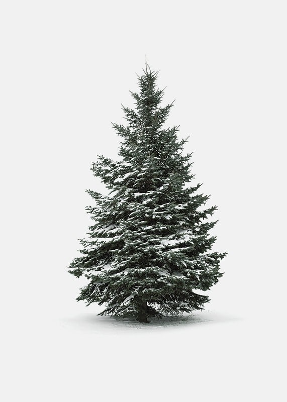 Photograph of snow-covered fir tree against light gray background-12