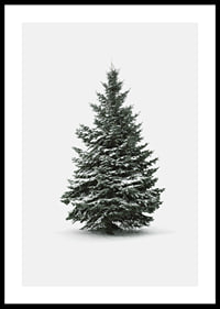Photograph of snow-covered fir tree against light gray background-0